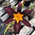 NOID FLETCHER SEEDLING - NOID FLETCHER SEEDLING